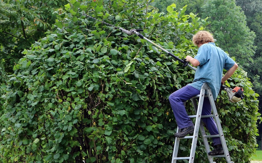 Baum- & Strauchschnitt - Abholaktion Herbst 2024