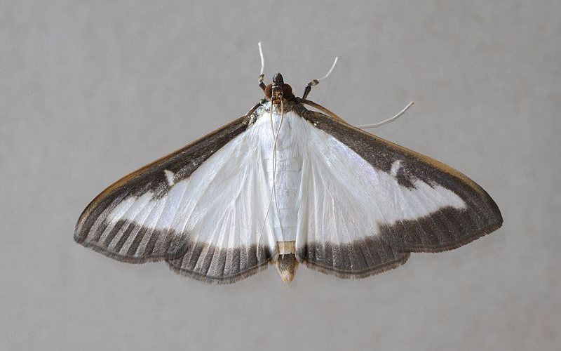 Information über Buchsbaumzünsler (Schmetterling)