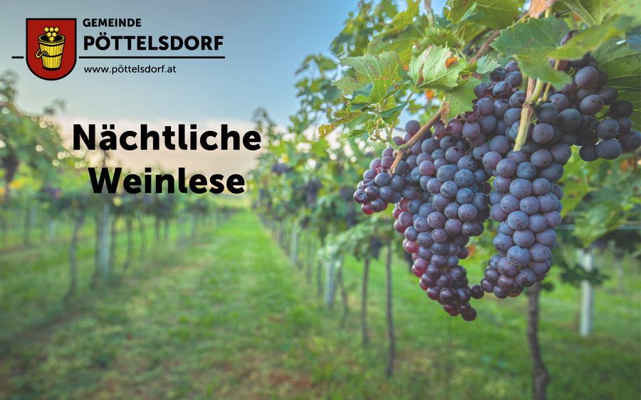 Nachtarbeit bei der Weinlese