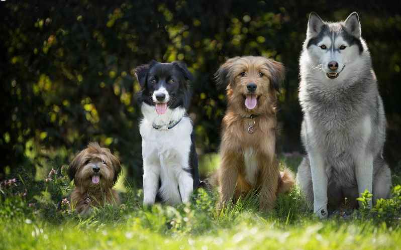 Hundekundekurs