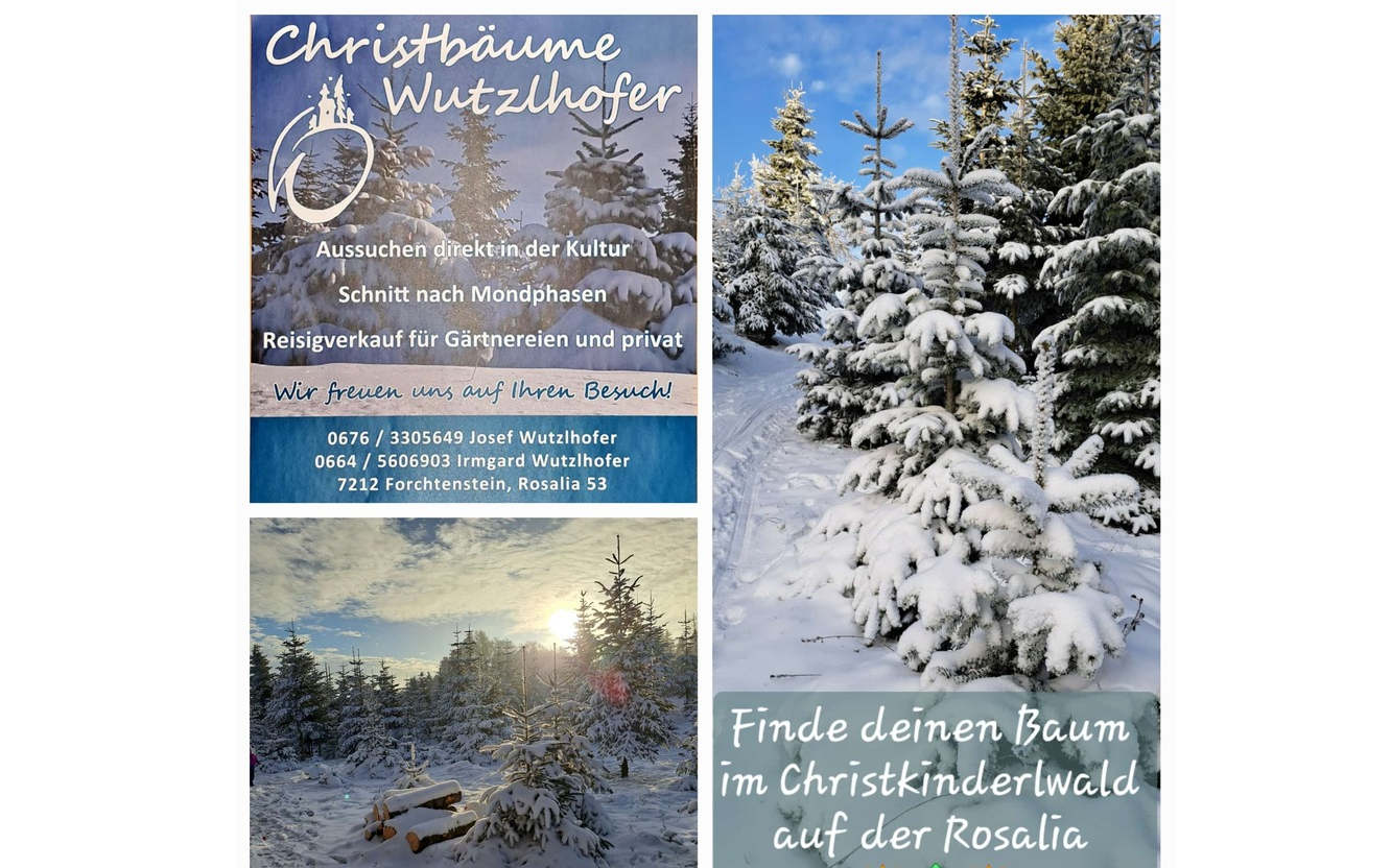 Finde deinen Baum im Christkindlwald auf der Rosalia - Christbäume Wutzlhofer