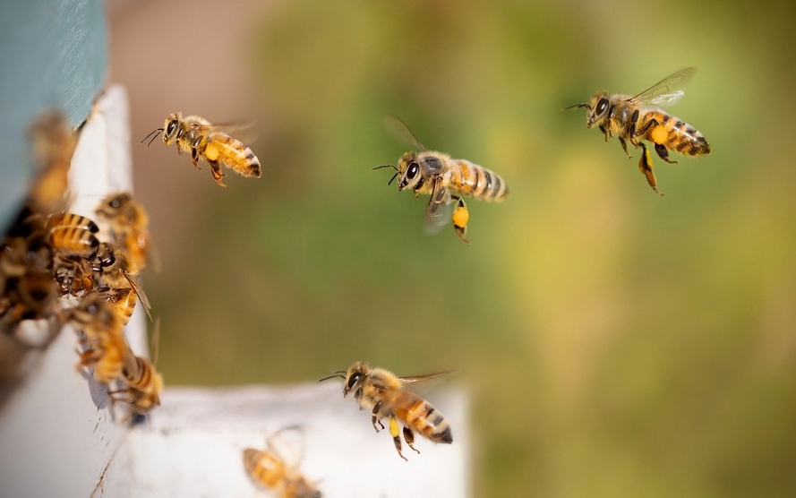 Der Bienenfreundliche Garten