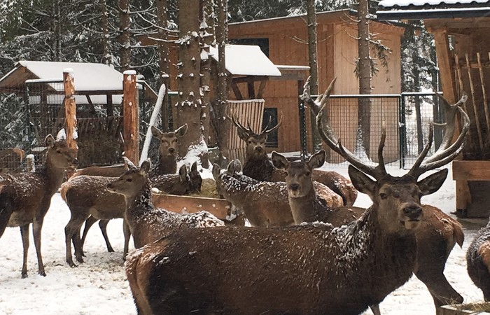 27.12.2024 Rotwildfütterung, Rotwildgehege Huber–Poscher