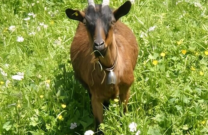 Tierisches Yoga auf der Weide